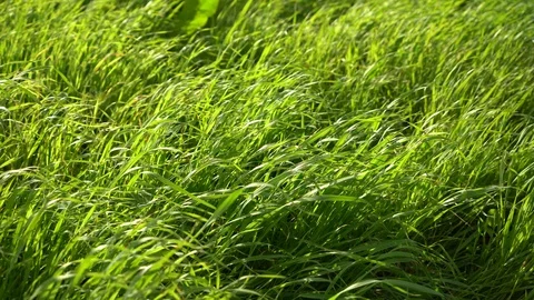 Green-yellow grass sways in the wind. Close-up static frame Video stock 107569324