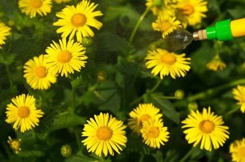 Green-yellow harmony Stock Photos