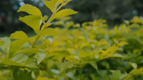Green yellow leaf in afternoon Stock Footage 219488712
