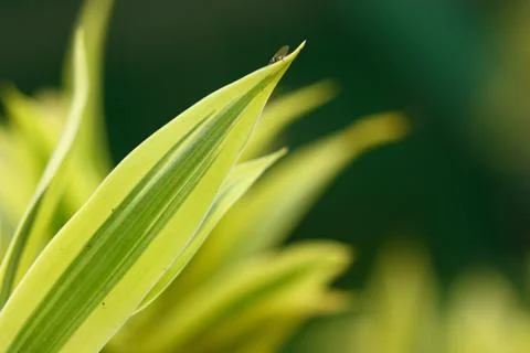 Green yellow leaf and tiny fly hang on it Stock Photos