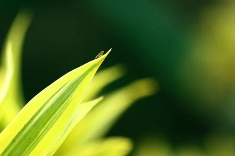 Green yellow leaf and tiny fly on it Stock Photos