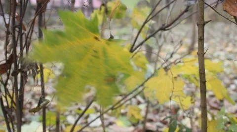 Green yellow leaf moving Stock Footage 43943719