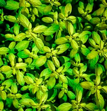 Green yellow leaf texture Stock Photos