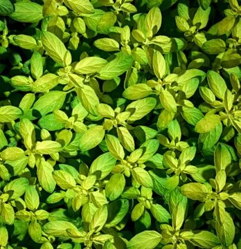 Green yellow leaf texture Stock Photos