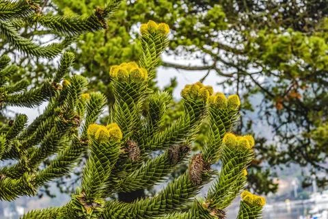 Green Yellow Monkey Puzzle Tree Blooming Macro Washington Stock Photos
