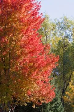 Green, yellow, orange maple tree Foto stock