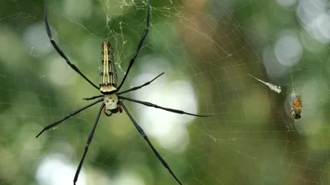 Green with yellow pattern and long black legs of the Garden Spider Stock Footage 153744652