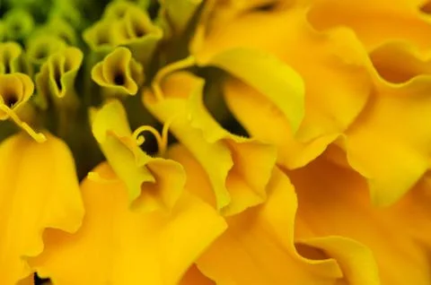 Green &amp; Yellow Petals background Stock-Fotos