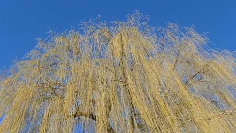 Green-yellow willow branches Stock Footage 235784572