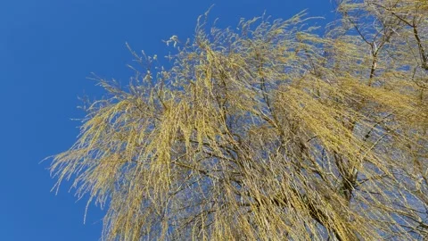 Green-yellow willow branches Video stock 235784576