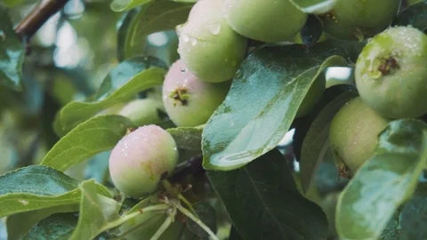 Green young apples on a tree branch in the rain Stock Footage 111638219