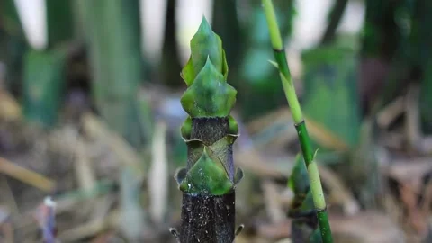 Green young bamboo on a blurred background Stock Footage 246430049