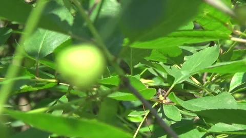 Green young berries of wild cherry, shrub trees, flora of Ukraine. 動画素材 310564432