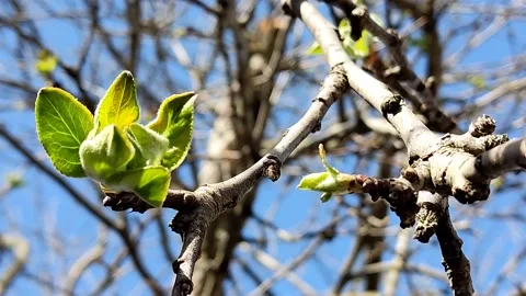 Green young buds grow on a branch that sways in the wind, against the sky Stock Footage 185375053