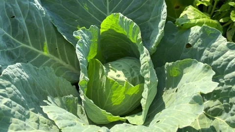 Green young cabbage in the field Stock Footage 247221771