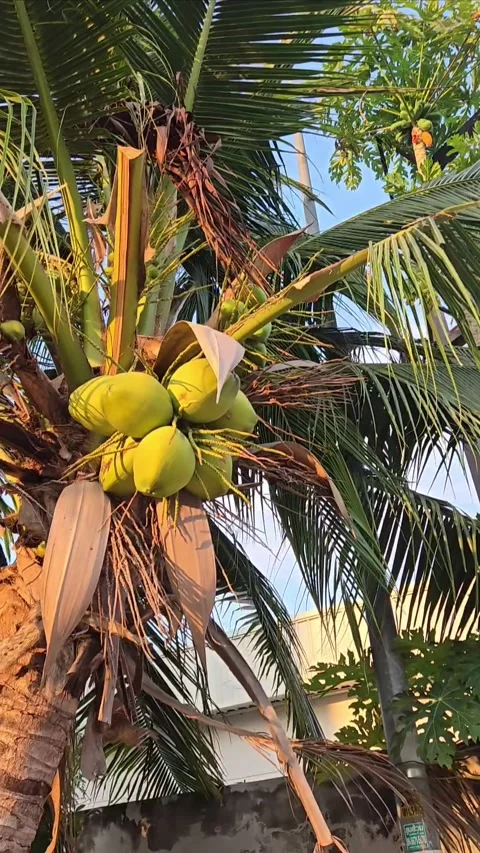 Green young coconuts growing in bunch hanging on palm tree, vertical Stock Footage 297429456