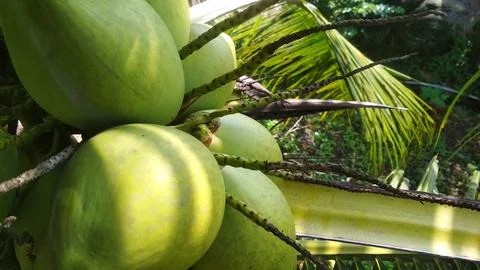 Green young coconuts 写真素材