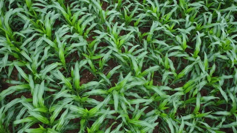 Green young corn field leaves swaying in the breeze on a farm Stock Footage 341368398