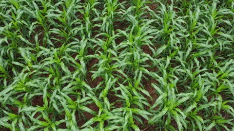 Green young corn field leaves swaying in the breeze on a farm Stock Footage 341368577