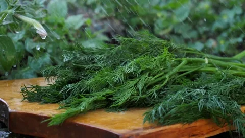 Green young dill washed with water falls on the table on the cutting board Stock Footage 312961284