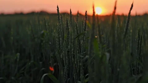 Green young ears of wheat in the field and the setting orange sun close-up Stock Footage 198353369