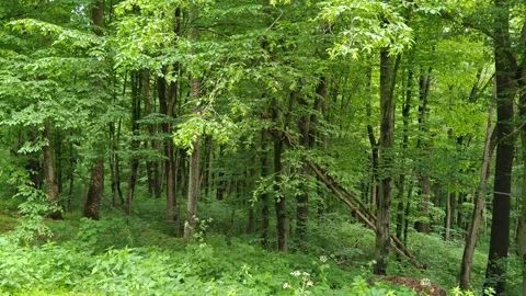Green young forest Stock-Footage 310631907