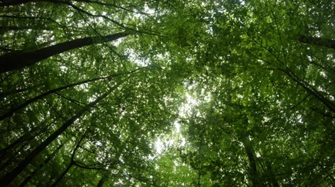 Green young forest panorama view from the bottom up 스톡 동영상 37776102