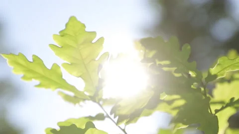 Green young forest. The wind sways the oak leaves. Global warming Video stock 177031904