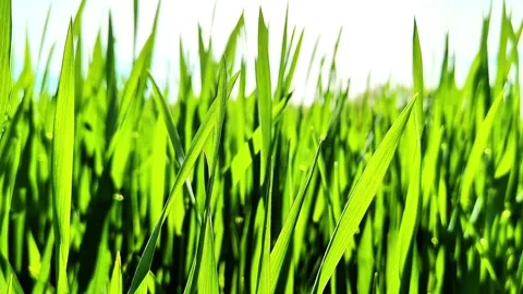 Green Young Grain Crops Moving Naturally in Summer Wind Stock Footage 334736787
