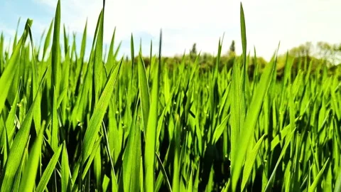 Green Young Grain Field With Swaying Crops and Forward Motion Camera Shot Stock Footage 334736713