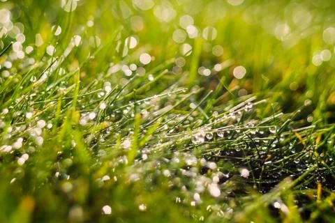 Green young grass with dew Stock Photos