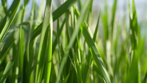 Green young grass that has just grown in the spring. Stock Footage 236943535
