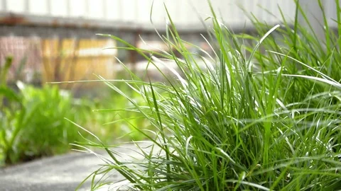Green young grass swaying in the spring wind in the yard near the path Stock Footage 106660348