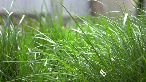 Green young grass swaying in the wind in yard, it has white petals of flowers Stock Footage 106660342