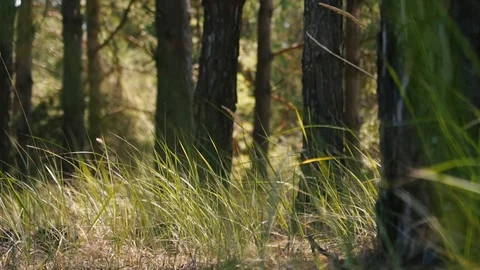 Green young grass sways from the wind in the forest Stock Footage 118062025