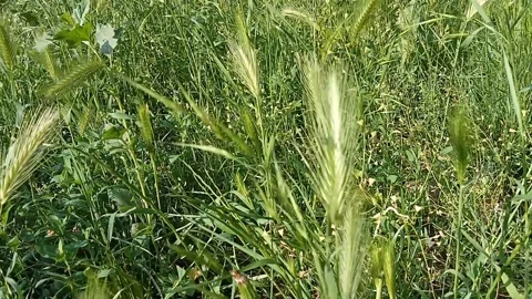 Green young grass sways in the wind. Stock Footage 310596699
