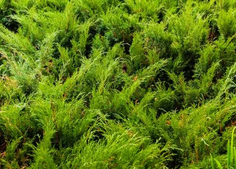 Green young juniper branches. Background bush in the summer. Stock Photos