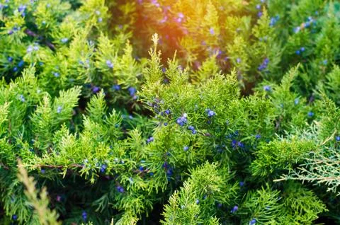 Green young juniper branches close up. Background with juniper branches. Juni Stock Photos