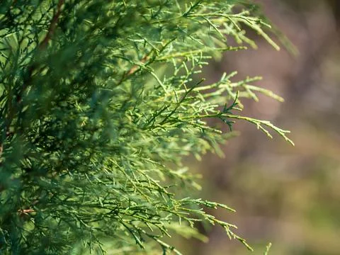 Green young juniper branches close-up. Background with juniper branches Stock Photos