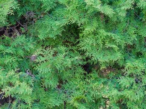 Green young juniper branches close-up. Background with juniper branches Foto stock