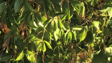 Green young leaves of hops or grapes. A plant that curls on a green backgro.. Stock Footage 314830311