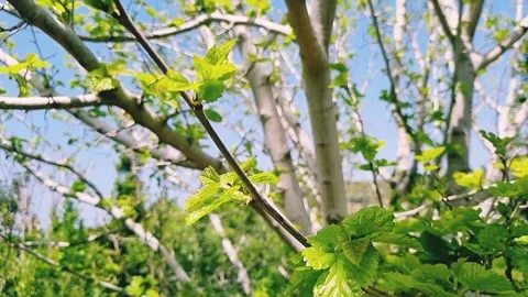 The green young leaves of a tree in a spring garden Video stock 275190697