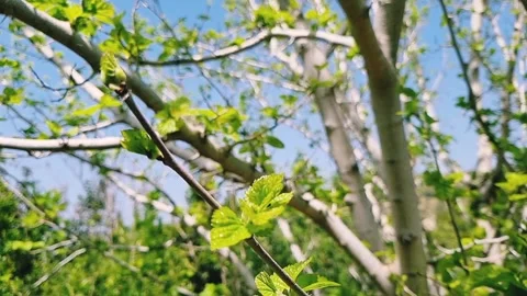The green young leaves of a tree in a spring garden Video stock 275190708