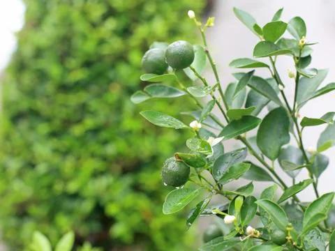 Green young lemons with dew Stock Photos