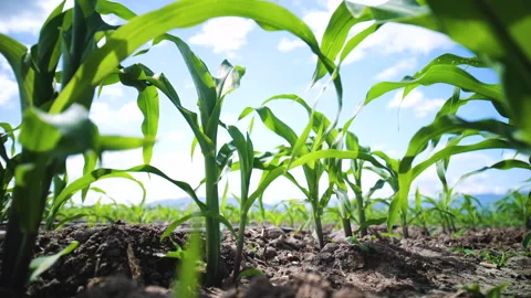 Green young maize corn in the cornfield with blue sky Video stock 260241426