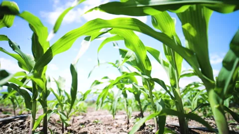 Green young maize corn in the cornfield with blue sky Stock Footage 263009247