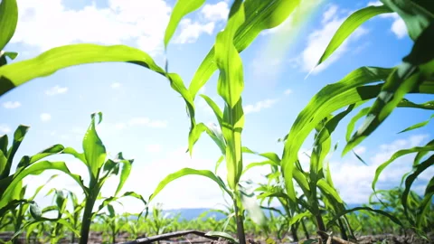 Green young maize corn in the cornfield with blue sky Stock Footage 265883410