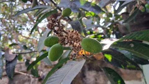 Green Young Mango Hanging in the Mango Tree Stock Photos