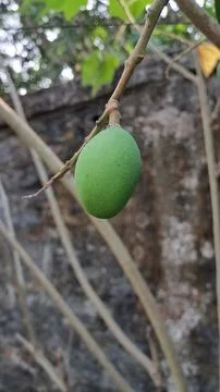 Green Young Mango Hanging in the Mango Tree Stock Photos