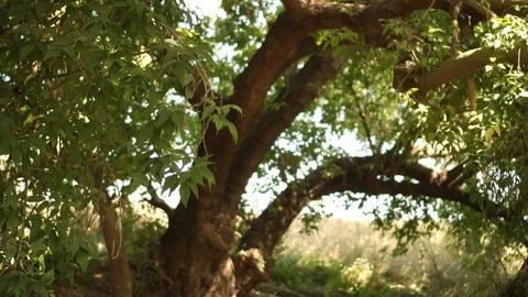 Green young oak on the background of the field Stock Footage 120934401